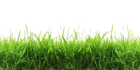 Fototapeta premium Green Grass Field on White Background