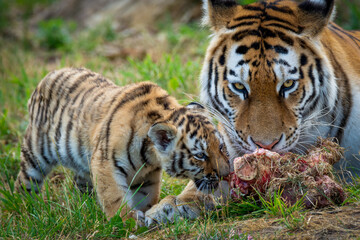 Obraz premium Young Siberian tiger standing before a larger tiger devouring its meal