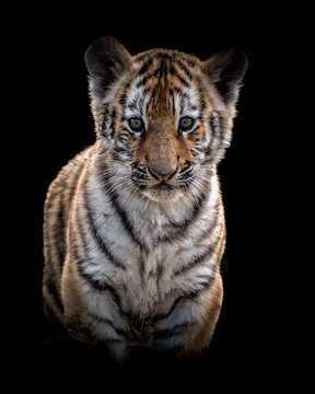 Close-up portrait of a Siberian tiger showcasing exquisite details against a striking dark backdrop