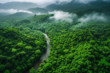 A breathtaking aerial view of a lush tropical rainforest, highlighting the beauty and diversity of nature.