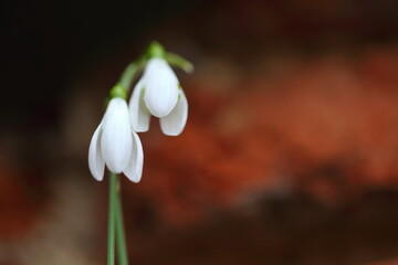 spring snowdrop flower