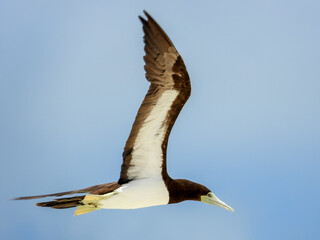 Brown Booby in Queensland Australia