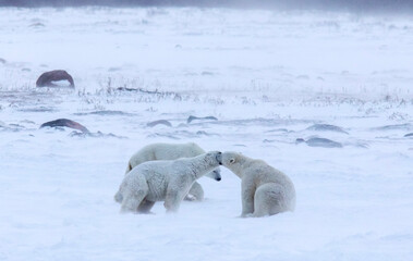 Polar bears sparring on the tundra in the Churchill Wildlife Management Area, Churchill, Manitoba,...