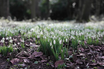 Snowdrops in UK spring