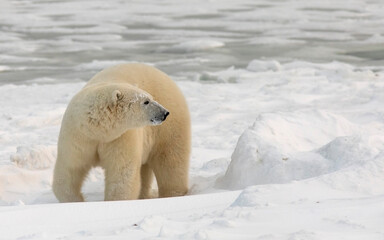 Male polar bear on the winter tundra near Churchill, Manitoba, Canada