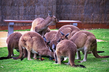 A group of kangaroos in a zoo - obrazy, fototapety, plakaty