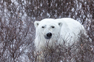 Polar bear in Arctic Canada, Churchill, Manitoba