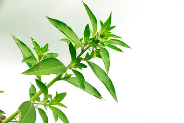 leaf stalk isolated on white background.