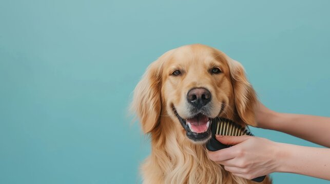 Professional Grooming of a Golden Dog