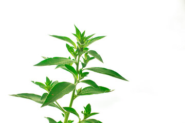 Fototapeta premium leaf stalk isolated on white background.