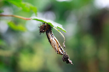 Photo of a beautiful cocoon under the leaves