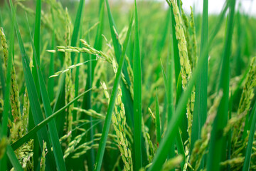 Close up view of thai green rice seeds inside in rice field