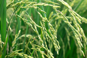 Close up view of thai green rice seeds inside in rice field