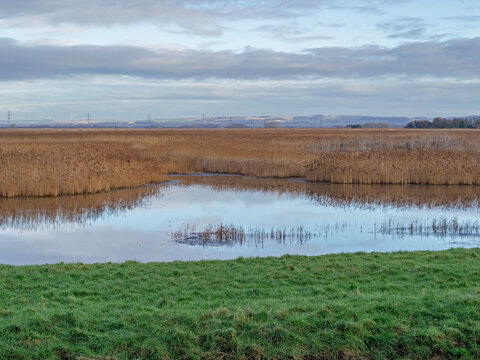Reedbed and wetlands at Blacktoft Sands, East Yorkshire, England