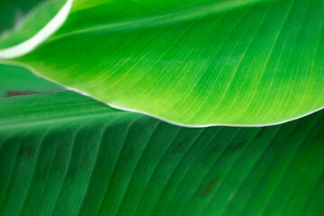 Bright green banana leaves, macro view