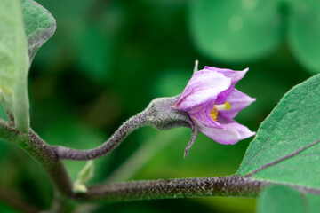 Purple eggplant flowers blooming on the tree. purple flowers with blurred leaves in the background.