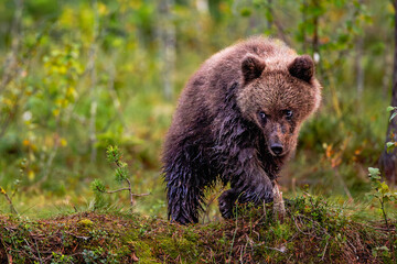 brown bear cub