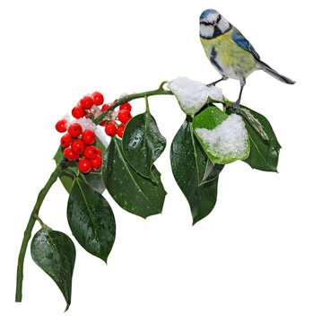 Blue Tit (Cyanistes caeruleus), Titmouse isolated on tranparent background, on the branch of holly with snow and red berries