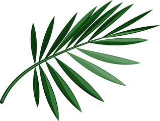 palm leaves for the site, poster. on transparent, png. Summer jungle plant. Tropic branch. beach . Tropic vacation