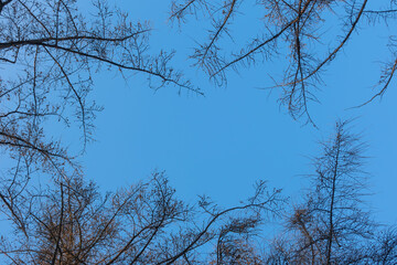 Blue clear sky with branches of coniferous trees on a sunny day. View from bottom to top. Natural background sky above the forest