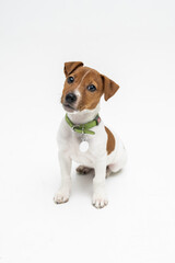 Jack Russell Terrier, isolated on white background