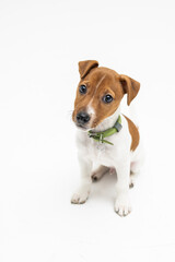 Jack Russel terrier puppy dog on white background