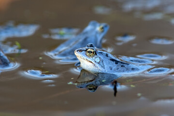 Moor frog in the water