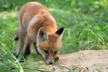 Fototapeta premium Young red fox in the wild