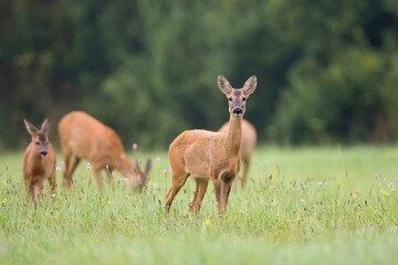 Roe deer with family in a clearing in the wild