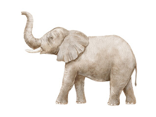 Watercolor realistic elephant with trunk up, side view, isolated on white background.