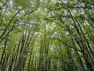 Scenic view of dense green trees in a forest