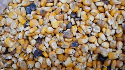 seeds background Corn grains quality check damage starch broken seed and high contamination animal feed