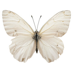 a white butterfly, isolated on transparent background
