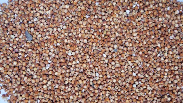 close up of a lot of seeds milo sorghum 