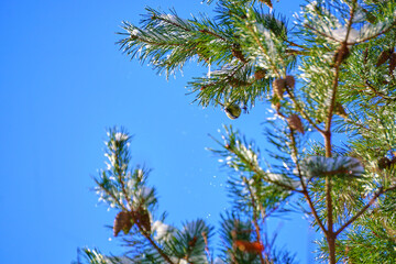 pine branches against sky