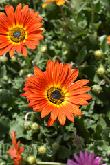African Daisy Fireball flowers