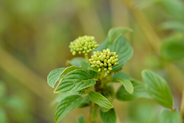 Red osier Dogwood Flaviramea flower buds