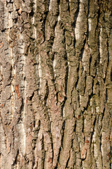 Candadian poplar bark detail
