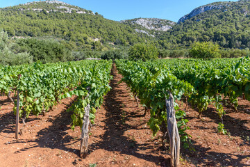 Fototapeta na wymiar Vineyard growing on red soil near Cara village on island of Korcula in adriatic sea, Croatia