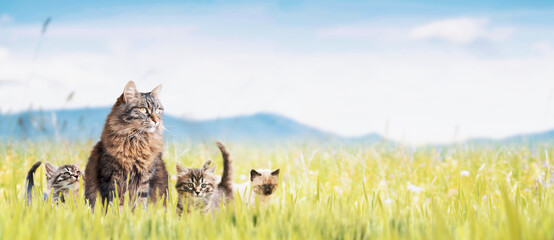Cute cat with kittens outdoors - obrazy, fototapety, plakaty