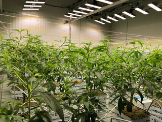 Indoor marijuana grow room