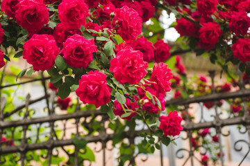 Beautiful fresh roses in nature. Large inflorescence of roses on a garden bush on the background of a metal fence. A close-up of rose bush with flowering red roses