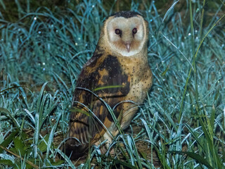 Australian Grass Owl in Queensland Australia