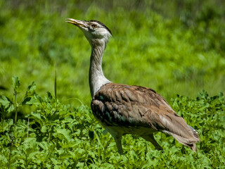 Australian Bustard in Queensland Australia