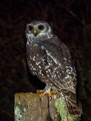 Barking Owl in Queensland Australia