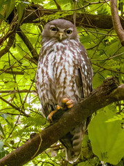 Barking Owl in Queensland Australia