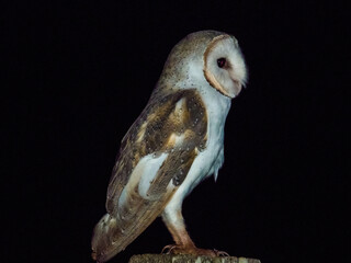 Barn Owl in Queensland Australia