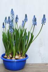 a blue pot with some blue Grape hyacinth flowers with green stems flowers in it