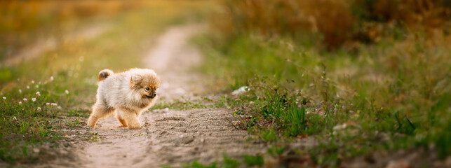 Young White Puppy Pomeranian Spitz Puppy Dog Walking In Sandy Countryside Road.