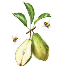 Watercolor green pears. Two pear fruits, whole and a half with leaves. Bees flying around. Realistic botanical floral composition. Isolated hand drawn exotic food design element - 726378243